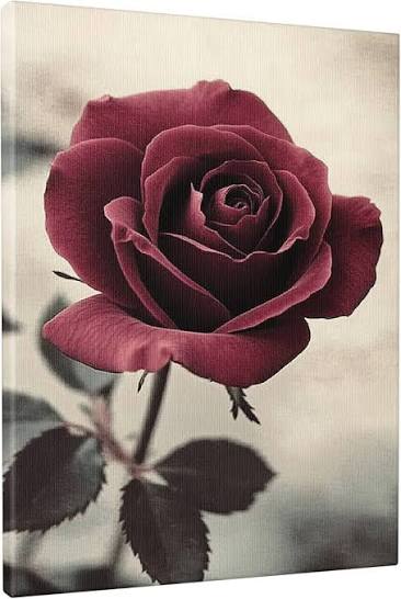 Rose bordeaux profonde