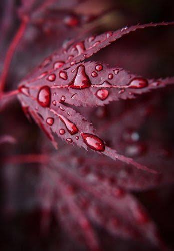 Feuille bordeaux couverte de gouttes de pluie